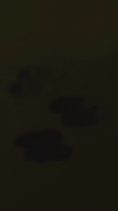 KING OF DRIBBLE Sepatu Badminton/Bulu Tangkis Hundred Beast Max HBFS-4M111-1 Original